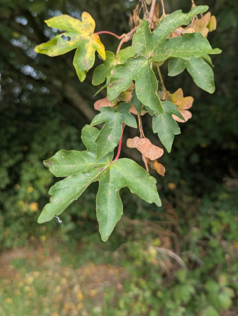 Клен полевой (лат. Acer campestre), семена