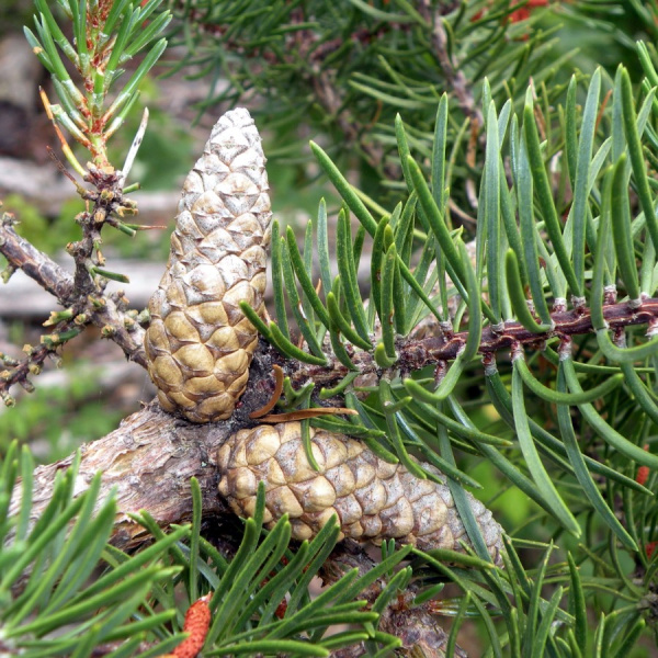 Сосна Банкса (лат. Pinus banksiana), семена