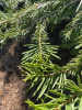 Пихта одноцветная Лау (Abies concolor f. lowiana), семена