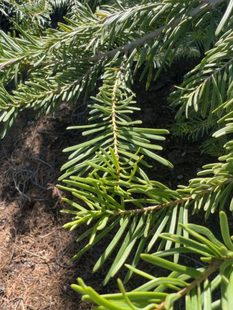 Пихта одноцветная Лау (Abies concolor f. lowiana), семена