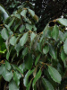 Дуб сизый, или Японский голубой дуб (лат. Quercus glauca), саженцы, 3 шт