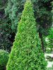 Туя западная Смарагд (лат. Thuja occidentalis 'Smaragd'), семена