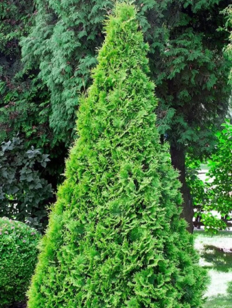 Туя западная Смарагд (лат. Thuja occidentalis 'Smaragd'), семена