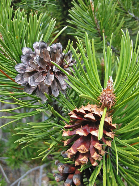 Сосна скрученная широкохвойная (Pinus contorta var. Latifolia), семена