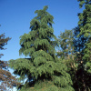 Кедр гималайский (лат. Cedrus deodara), семена