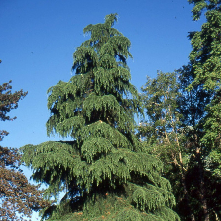 Кедр гималайский (лат. Cedrus deodara), семена