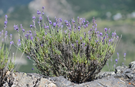 Лаванда узколистная (Lavandula angustifolia), 200 шт