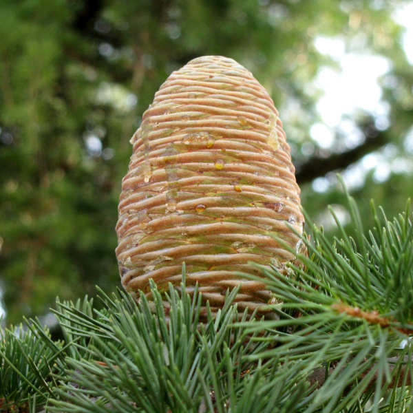 Кедр ливанский (лат. Cedrus libani), семена 