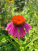 Эхинацея пурпурная (лат. Echinacea purpurea), семена 100 шт