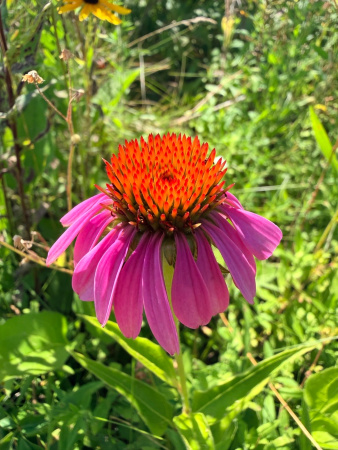 Эхинацея пурпурная (лат. Echinacea purpurea), семена 100 шт
