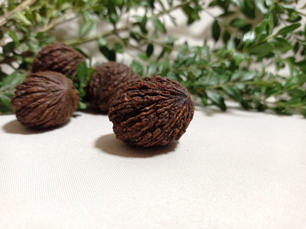 Орех черный (лат. Juglans nigra) 10 шт, семена