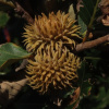 Дуб изменчивый (лат. Quercus variabilis) 10 шт, семена