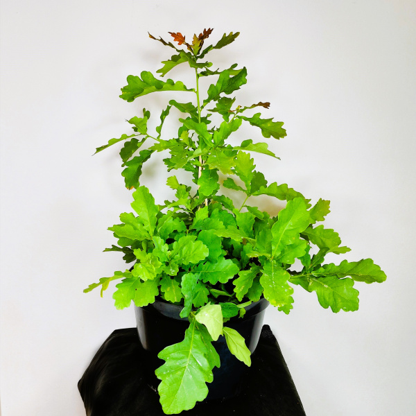 Дуб черешчатый (лат. Quercus robur), саженец, 1 шт