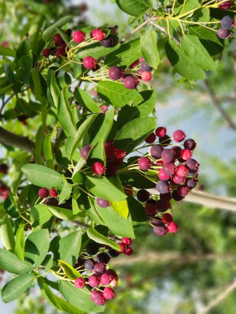 Ирга канадская (лат. Amelanchier canadensis), семена