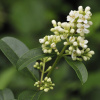Бирючина туполистная (лат. Ligustrum obtusifolium), семена