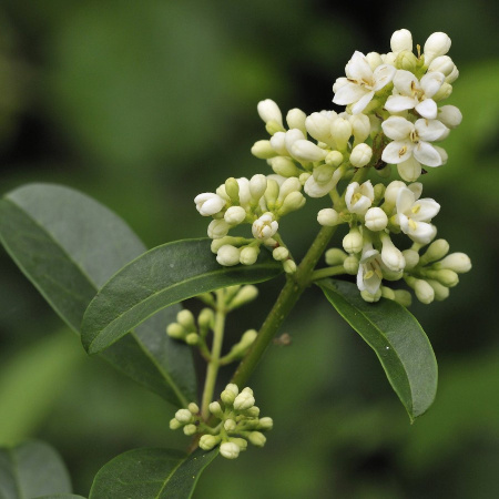 Бирючина туполистная (лат. Ligustrum obtusifolium), семена