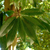 Дуб мирзинолистный (Quercus myrsinifolia) 10 шт, семена
