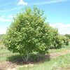 Клен зеленокорый (лат. Acer tegmentosum), семена