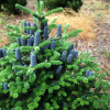 Пихта корейская (лат. Abies Koreana), семена 0,2 грамма