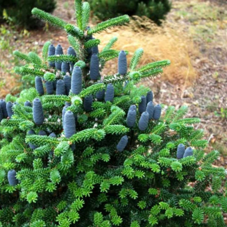 Пихта корейская (лат. Abies Koreana), семена 0,2 грамма