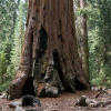 Секвойядендрон гигантский (лат. Sequoiadendron giganteum), семена