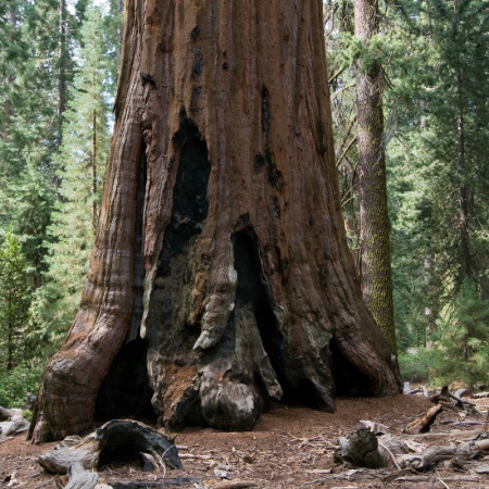 Секвойядендрон гигантский (лат. Sequoiadendron giganteum), семена
