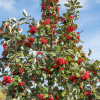 Рябина промежуточная (лат. Sorbus intermedia), семена