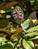 Магнолия крупноцветковая  (лат. Magnolia grandiflora), семена
