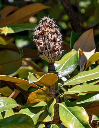Магнолия крупноцветковая  (лат. Magnolia grandiflora), семена