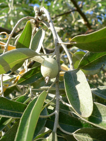 Лох узколистный (лат. Elaeagnus angustifolia), семена