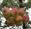 Рябина домашняя крупноплодная крымская (лат. Sorbus domestica)