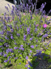 Лаванда узколистная (Lavandula angustifolia), 200 шт