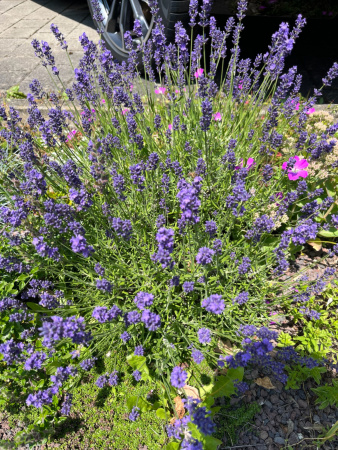 Лаванда узколистная (Lavandula angustifolia), 200 шт