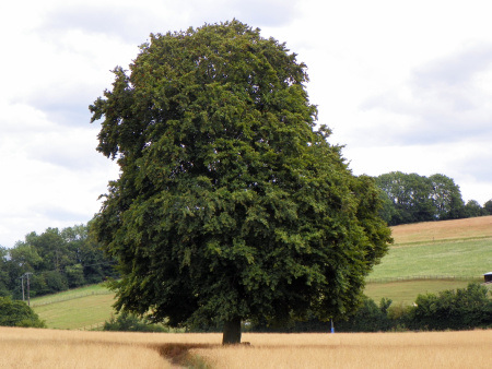 Бук европейский, или бук лесной (лат. Fagus sylvatica), семена