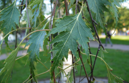 Береза повислая "Далекарлийская" (лат. Betula pendula f. dalecarlica), семена