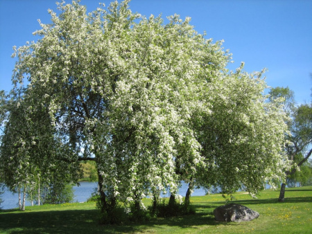 Черемуха Маака (лат. Prunus maackii), семена