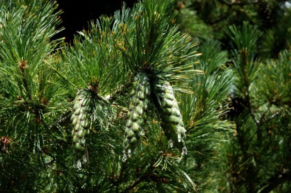 Сосна румелийская, или балканская, или македонская (лат. Pinus peuce), семена