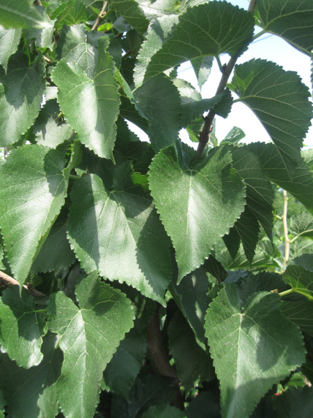 Шелковица черная (лат. Morus nigra), семена