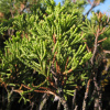 Можжевельник казацкий (лат. Juniperus sabina) шишкоягоды, семена