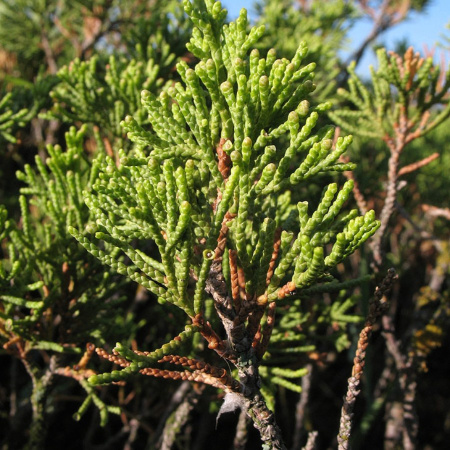 Можжевельник казацкий (лат. Juniperus sabina) шишкоягоды, семена