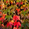 Виноград девичий триостренный Вичи (лат. Parthenocissus tricuspidata 'Veitchii'), семена