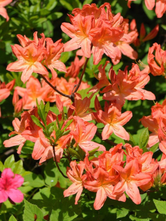 Рододендрон японский (лат. Rhododendron japonicum), семена 0,05 грамма