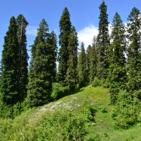 Пихта гималайская (лат. Abies pindrow), семена