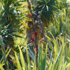 Новозеландский лён, или Формиум прочный (лат. Phormium tenax), семена
