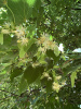 Липа американская (лат. Tilia americana), семена