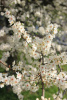Алыча, или слива растопыренная желтые плоды (лат. Prunus cerasifera), семена