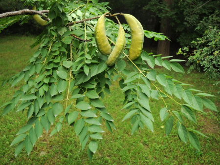 Бундук канадский (лат. Gymnocladus dioicus), семена