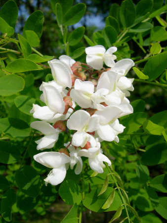 Акация белая (лат. Robinia pseudoacаcia), семена