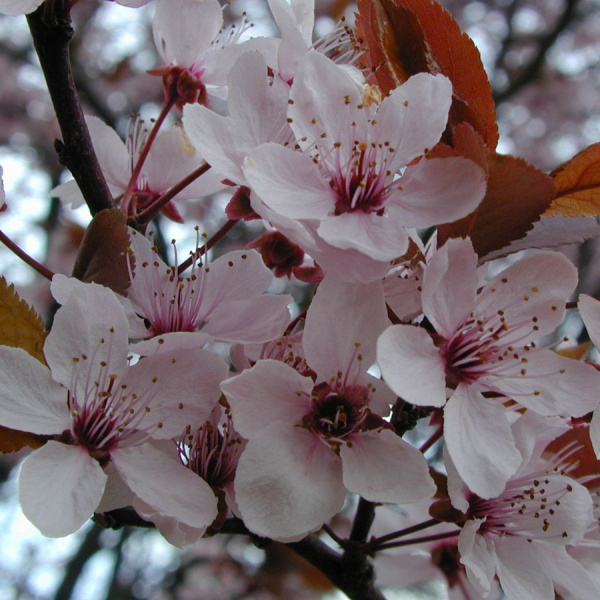 Слива Писсарди, или Алыча красная (лат. Prunus cerasifera var. pissardii), семена