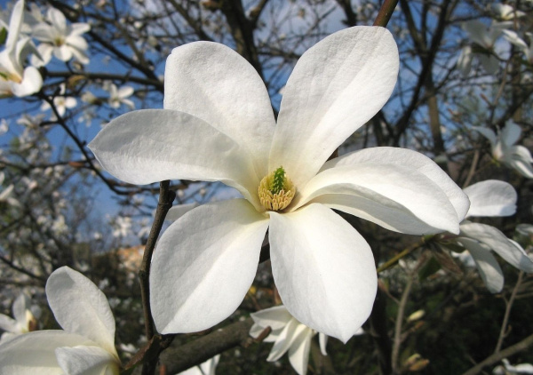 Мирт обыкновенный Белоплодный (Myrtus communis var. leucocarpa), сеянец, 1 шт